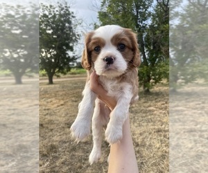 Cavalier King Charles Spaniel Puppy for sale in BROWNWOOD, TX, USA