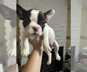 French Bulldog Puppy for sale in HUNTINGTON, IN, USA