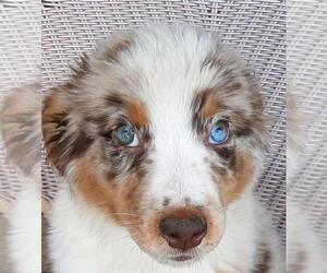 Miniature Australian Shepherd Puppy for sale in WESTLAND, MI, USA