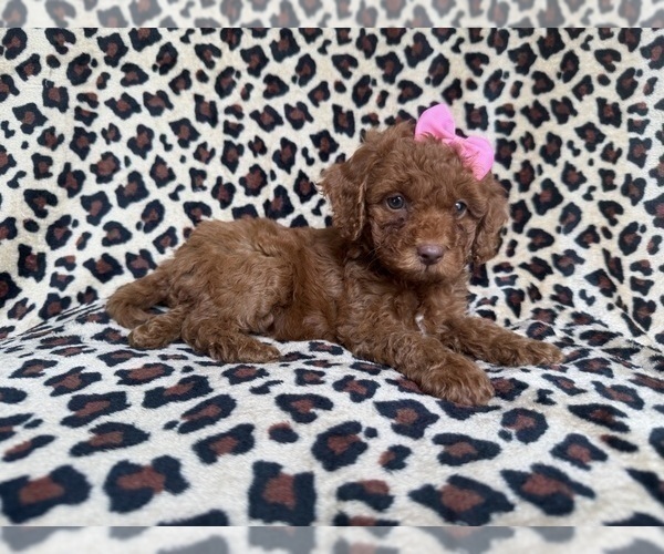 Medium Photo #2 Cockapoo (Miniature) Puppy For Sale in LAKELAND, FL, USA