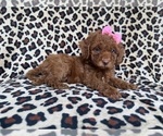 Small #1 Cockapoo (Miniature)