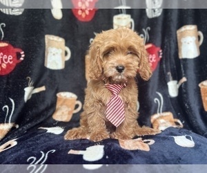 Cavapoo Puppy for sale in LAKELAND, FL, USA