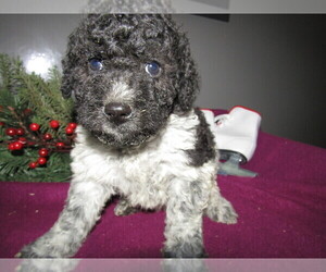Saint Berdoodle Puppy for sale in BLMGTN, IN, USA