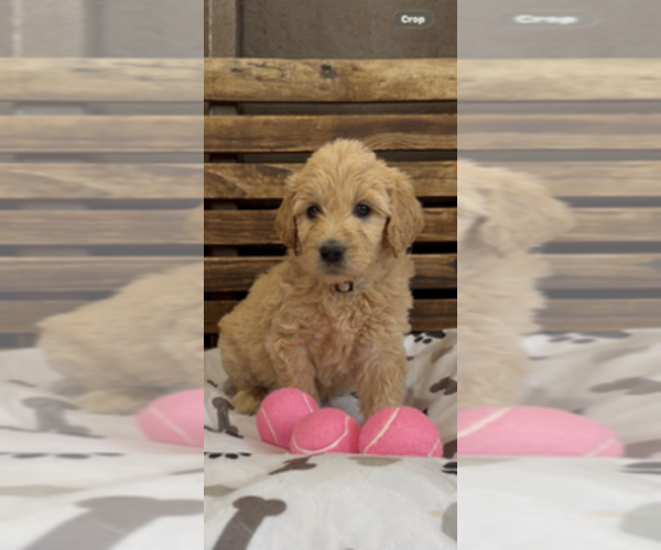 Medium Photo #11 Goldendoodle Puppy For Sale in MERCED, CA, USA