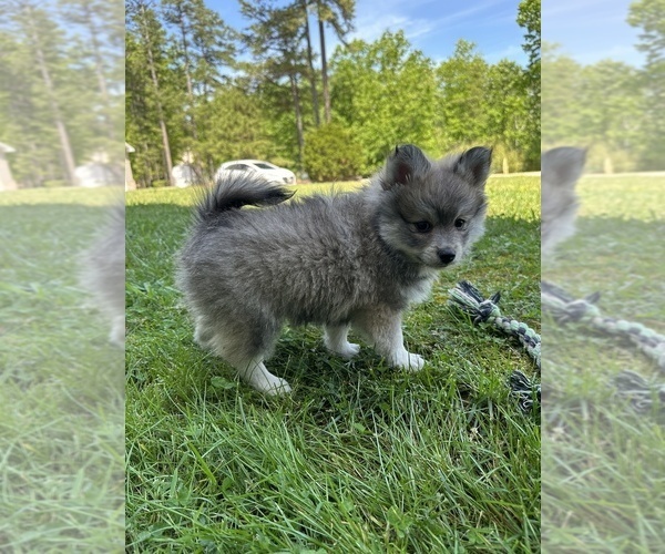 Medium Photo #8 Pomsky Puppy For Sale in GREENVILLE, MO, USA
