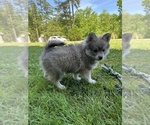 Small #7 Pomsky