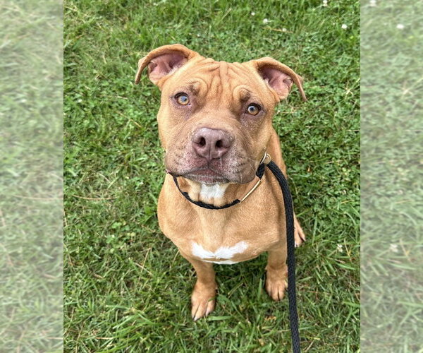 Medium Photo #1 Mutt Puppy For Sale in Evansville, IN, USA