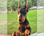 Small Photo #42 Doberman Pinscher Puppy For Sale in FORT LAUDERDALE, FL, USA