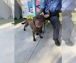 Small #11 Labrador Retriever Mix