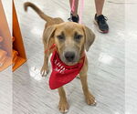 Small #1 Mutt
