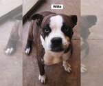 Small #3 Boston Terrier-Boxer Mix