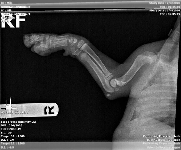 Medium Photo #4 American Bulldog-Unknown Mix Puppy For Sale in Muskegon, MI, USA