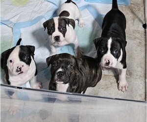 American Staffordshire Terrier Puppy for sale in AKRON, OH, USA