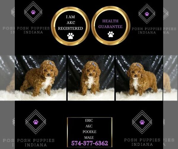 Medium Photo #2 Poodle (Toy) Puppy For Sale in WARSAW, IN, USA