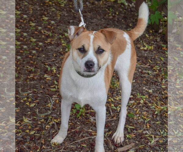 Medium Photo #4 Jack Russell Terrier Puppy For Sale in Huntley, IL, USA