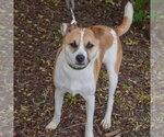 Small #3 Jack Russell Terrier