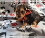 Small Photo #2 Yorkshire Terrier Puppy For Sale in AKRON, OH, USA