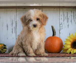 ShihPoo-Yo-Chon Mix Puppy for sale in FREDERICKSBG, OH, USA
