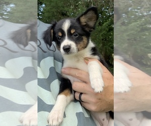 Border Collie Puppy for sale in CULPEPER, VA, USA