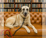 Small Photo #3 Anatolian Shepherd-Great Pyrenees Mix Puppy For Sale in Mt. Laurel, NJ, USA