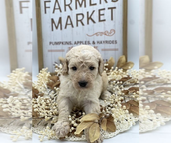 Medium Photo #4 Goldendoodle Puppy For Sale in MARYVILLE, MO, USA