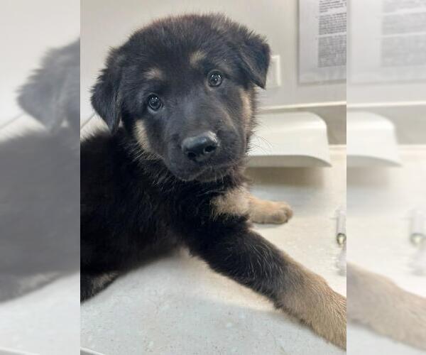Medium Photo #1 German Shepherd Dog Puppy For Sale in Baytown, TX, USA