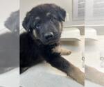 Small German Shepherd Dog