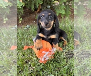 Dachshund Puppy for sale in MIDDLEBURY, IN, USA