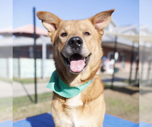 Labrador Retriever-Unknown Mix Dogs for adoption in San Antonio, TX, USA