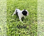 Small Photo #5 Boston Terrier Puppy For Sale in CONVERSE, TX, USA