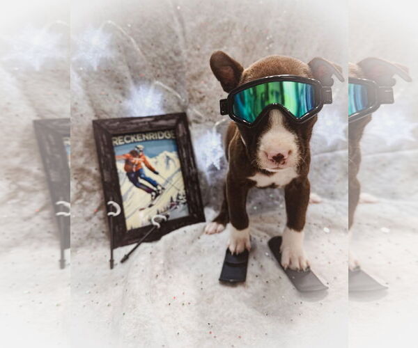 Medium Photo #4 Mutt Puppy For Sale in New London, WI, USA