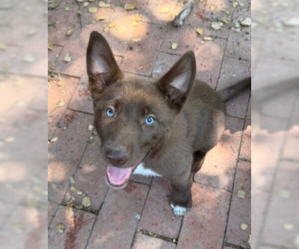 Medium Photo #1 Border Collie-Siberian Husky Mix Puppy For Sale in Ventura, CA, USA