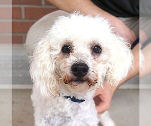 Poodle (Miniature) Dogs for adoption in Carrollton, TX, USA