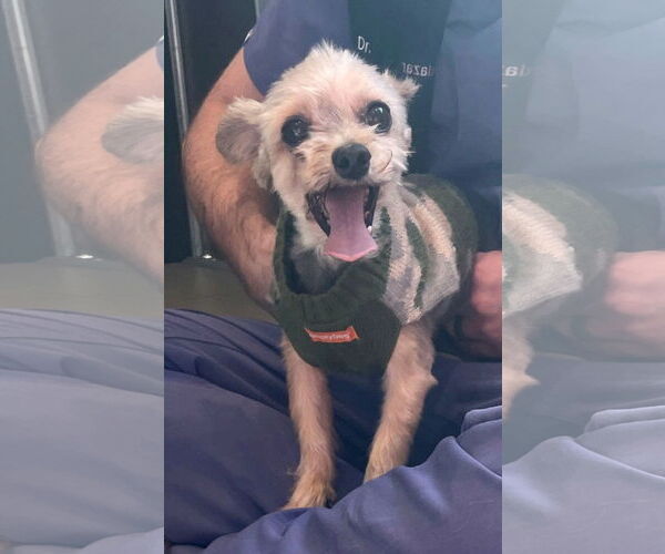 Medium Photo #4 Bichon Frise-Unknown Mix Puppy For Sale in Chester, NJ, USA