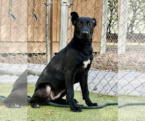Betty White - Female Labrador Retriever-Unknown Mix Dog for Adoption - Photo #2