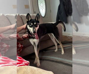 Siberian Husky-Unknown Mix Dogs for adoption in Evansville, IN, USA