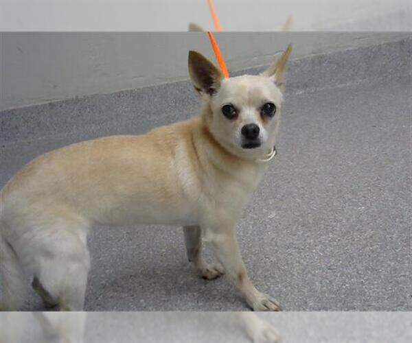 Medium Photo #1 Chihuahua-Unknown Mix Puppy For Sale in Pasadena, TX, USA