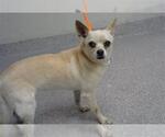 Small Chihuahua Mix