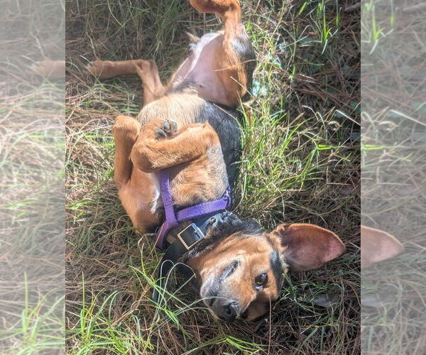 Medium Photo #4 Beagle-Unknown Mix Puppy For Sale in Dunnellon, FL, USA