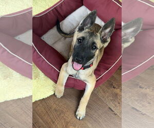 German Shepherd Dog-Unknown Mix Dogs for adoption in Newport Beach, CA, USA