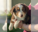 Small Photo #5 Australian Shepherd Puppy For Sale in VACAVILLE, CA, USA