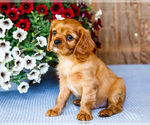 Small #4 Cavalier King Charles Spaniel