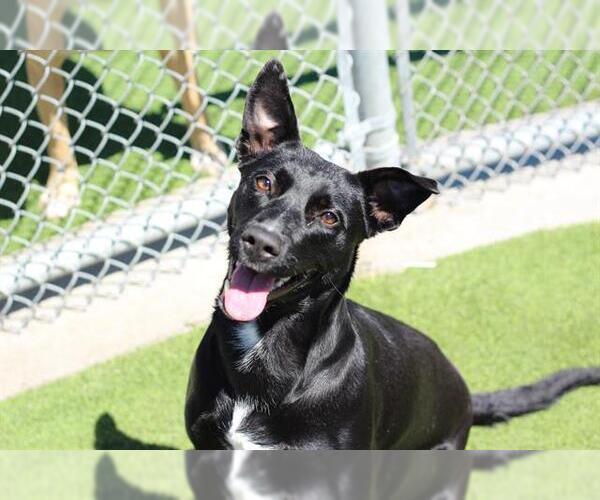 Medium Photo #2 Labrador Retriever-Unknown Mix Puppy For Sale in Grand Prairie, TX, USA