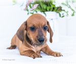 Puppy Scott Dachshund