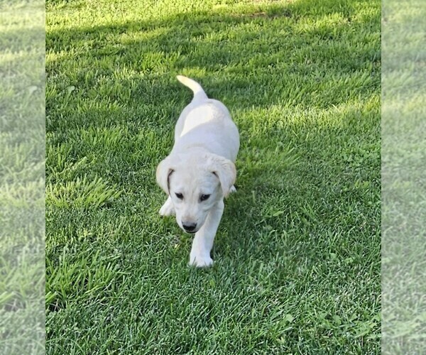 Medium Photo #5 Labrador Retriever Puppy For Sale in CEDAREDGE, CO, USA