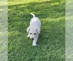 Small #4 Labrador Retriever