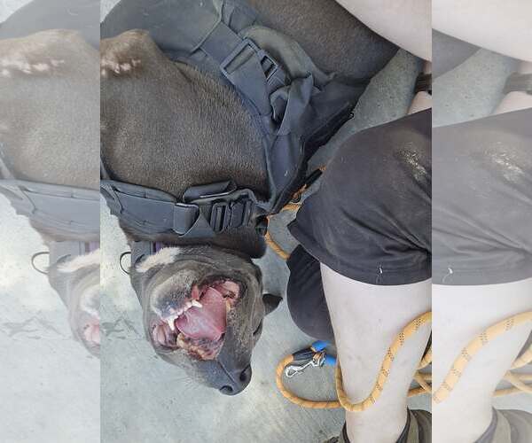 Medium Photo #4 Bull Terrier-Unknown Mix Puppy For Sale in Escondido, CA, USA