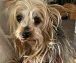 Small Photo #1 Yorkshire Terrier Puppy For Sale in LAMAR, CO, USA