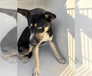 Siberian Husky-Unknown Mix Dogs for adoption in Houston, TX, USA