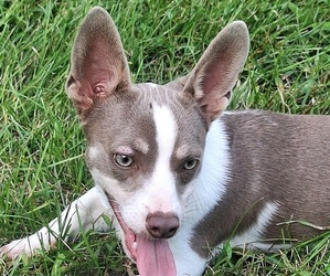 Rat-Cha Puppy for sale in LOST SPRINGS, KS, USA